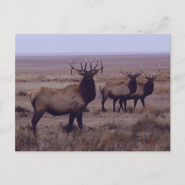 E19 Bull Elk Double Drop Tines Postcard (Front)