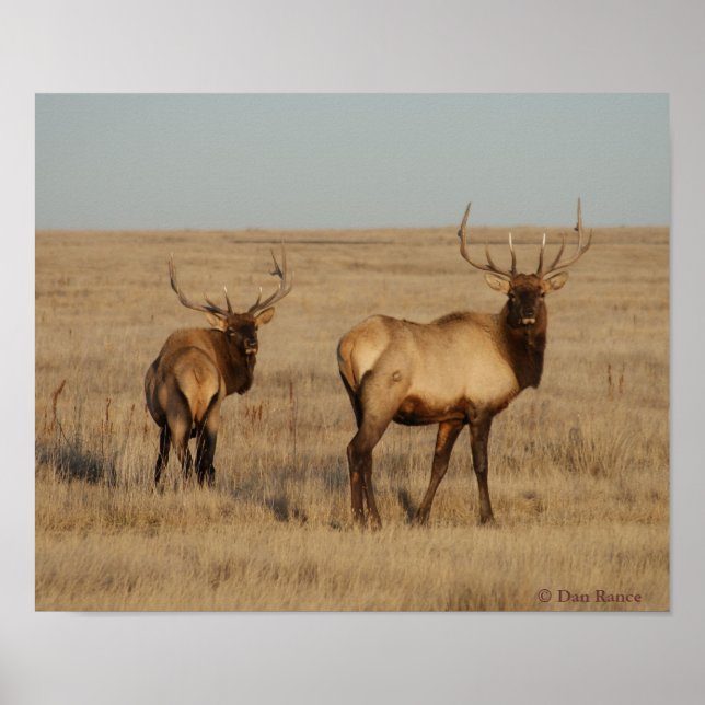 E1 Bull Elk Young Bulls Poster (Front)