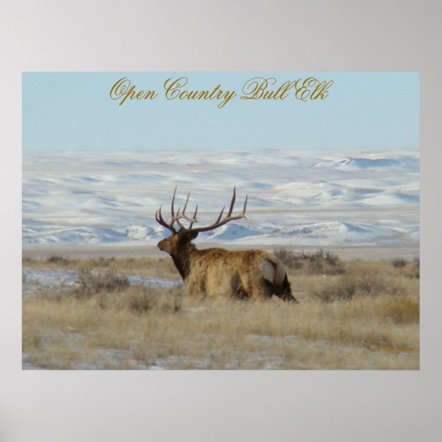 E22 Bull Elk Snowy Hills Poster (Front)