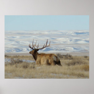 E22 Bull Elk Snowy Hills Poster