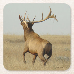 E23 Big Bull Elk Grass in Horn Square Paper Coaster