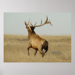 E23 Bull Elk Grass in Horns Poster