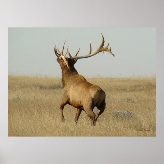 E23 Bull Elk Grass in Horns Poster (Front)