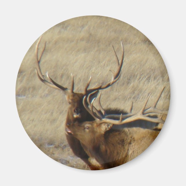 E24 Bull Elk Magnet (Front)