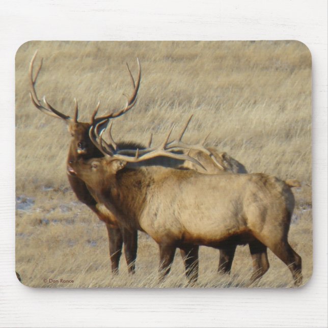 E24 Bull Elk Mouse Pad (Front)