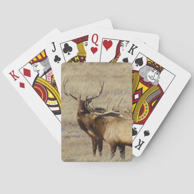 E24 Bull Elk Playing Cards (Back)