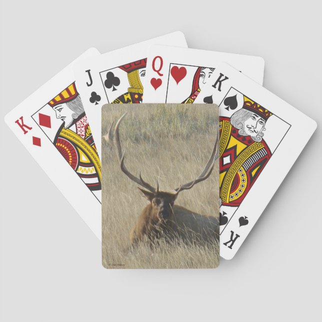 E25 Bull Elk Laying in Grass Playing Cards (Back)