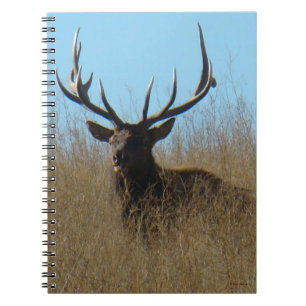E26 Bull Elk Laying in the Weeds Notebook