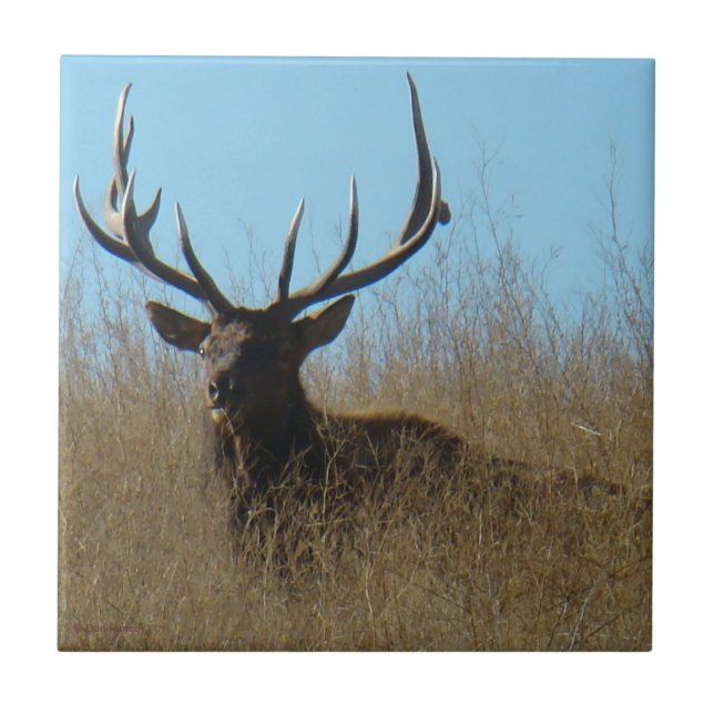 E26 Bull Elk Laying in the Weeds Tile (Front)