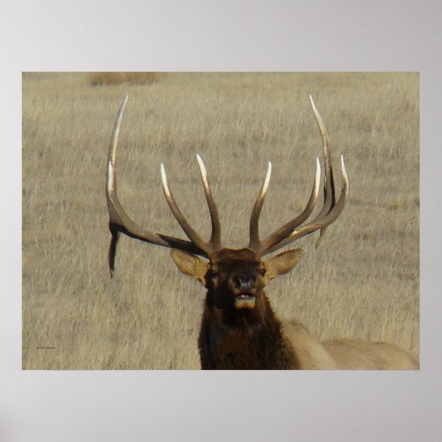 E29 Bull Elk Head Shot Poster (Front)