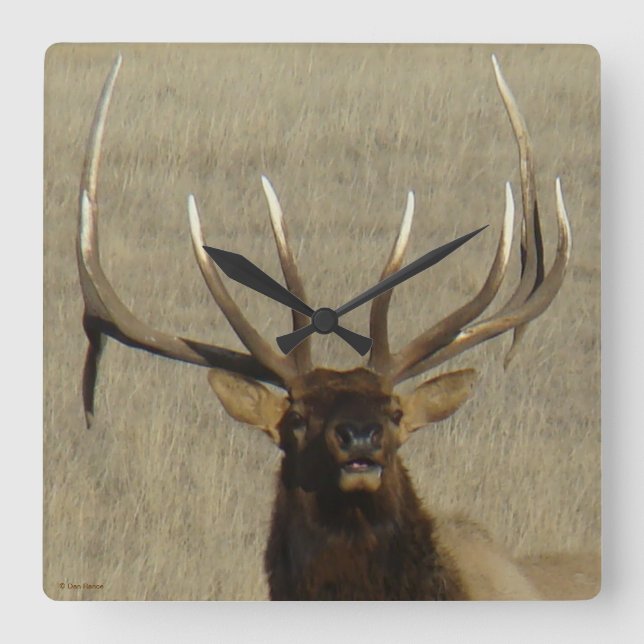 E29 Bull Elk Head Shot Square Wall Clock (Front)