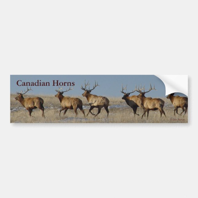 E2 Bull Elk Running Bumper Sticker (Front)