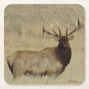 E30 Bull Elk Square Paper Coaster