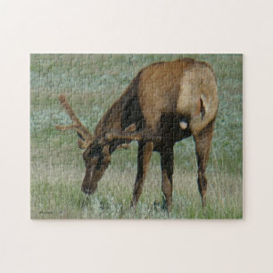 E32 Bull Elk in Velvet Scratching Jigsaw Puzzle