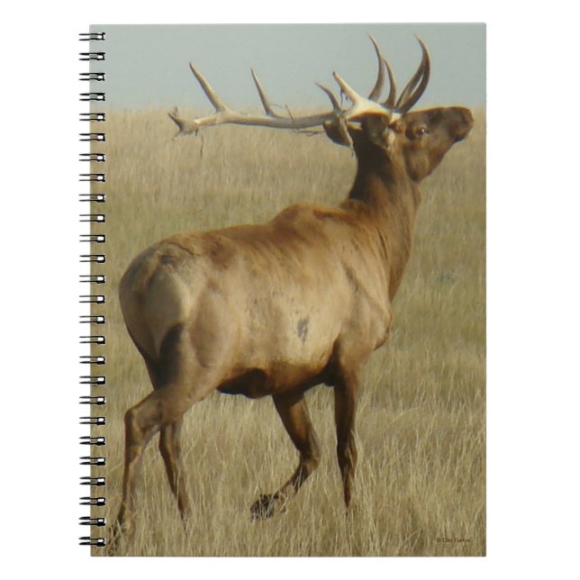E35 Bull Elk Grass in Horns Notebook (Front)
