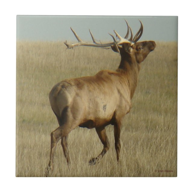 E35 Bull Elk Grass in Horns Tile (Front)