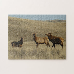 E38 Bull Elk Young Bulls Jigsaw Puzzle