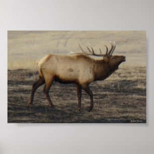 E40 Bull Elk Bugler Poster