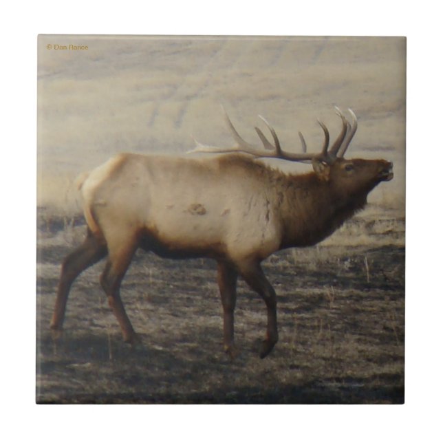 E40 Bull Elk Bugling Tile (Front)