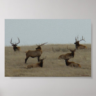 E41 Bull Elk Big Bulls Poster