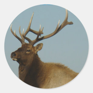 E42 Young Bull Elk Classic Round Sticker