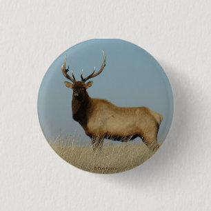 E43 Young Bull Elk 1 Inch Round Button