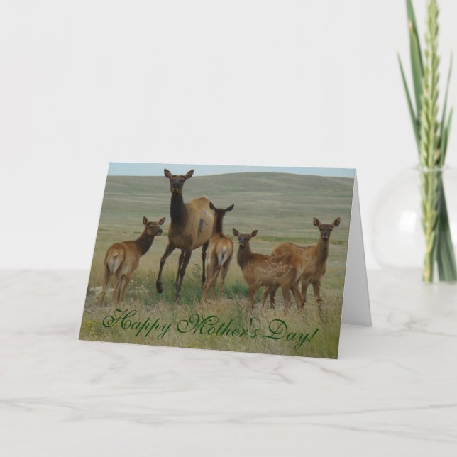 E44 Cow Elk and Calves Card (Front)