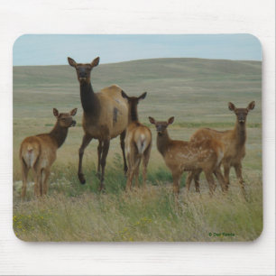 E44 Cow Elk and Calves Mouse Pad
