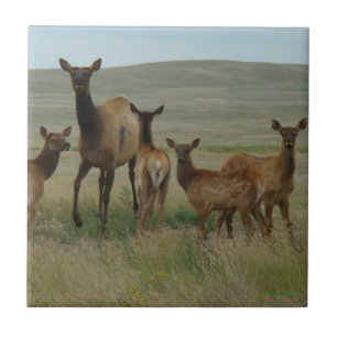 E44 Cow Elk and Calves Tile