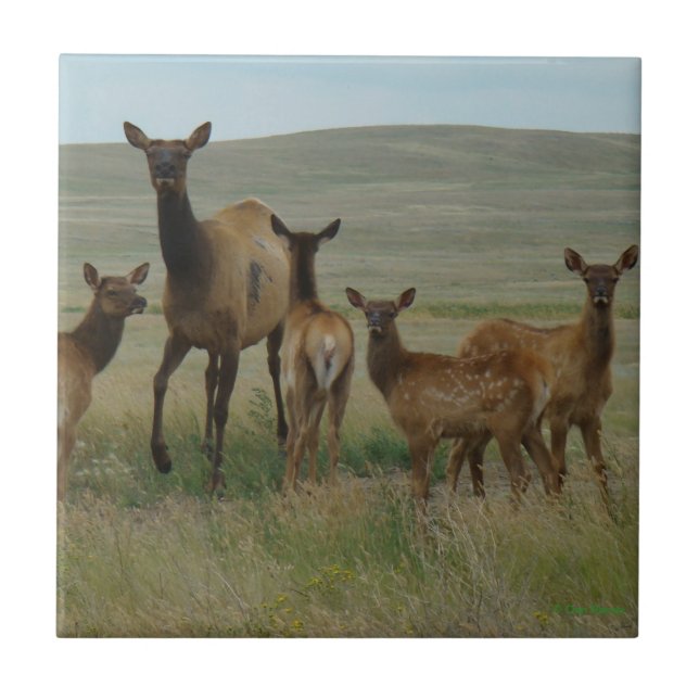 E44 Cow Elk and Calves Tile (Front)