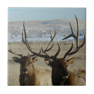 E45 Bull Elk Head Shot Tile