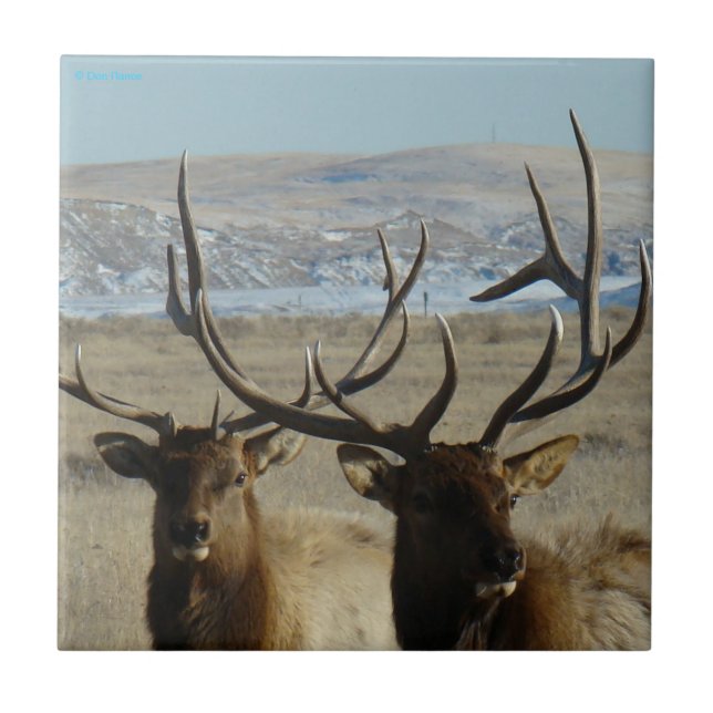 E45 Bull Elk Head Shot Tile (Front)