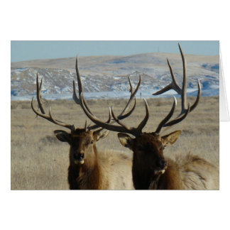 E45 Bull Elk Heads