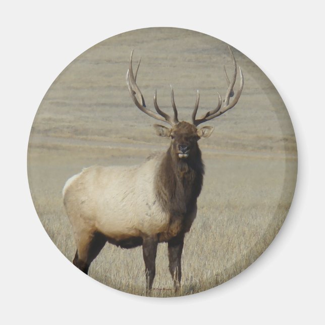 E46 Bull Elk Big Bull Magnet (Front)