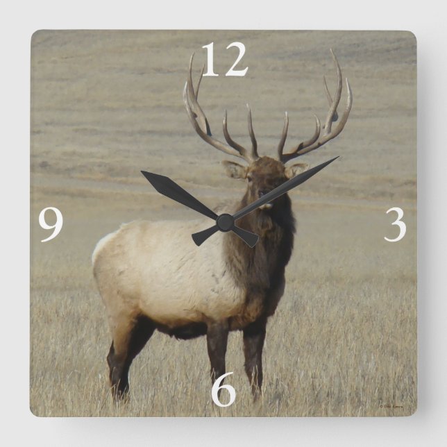 E46 Bull Elk Big Bull Square Wall Clock (Front)