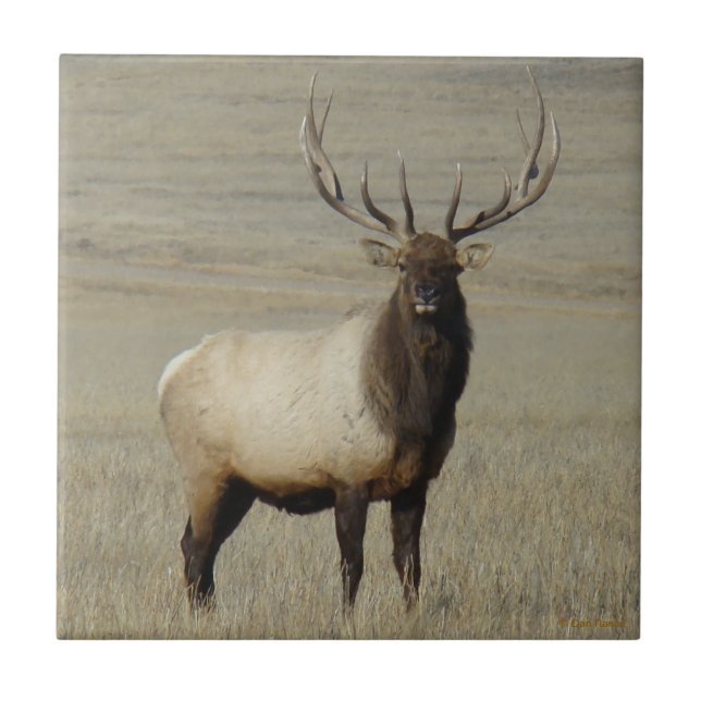E46 Bull Elk Big Bull Tile (Front)