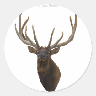 E48 Bull Elk Head in Velvet Classic Round Sticker