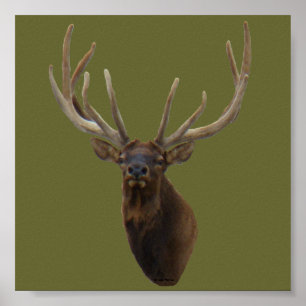 E48 Bull Elk Head in Velvet Poster