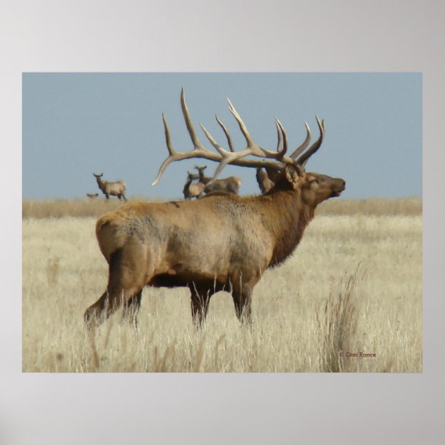 E4 Bull Elk Herd Boss Poster (Front)