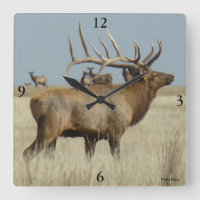 E4 Bull Elk herd boss