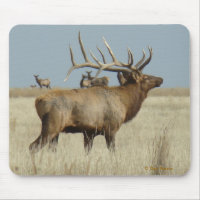 E4 Bull Elk Herd Master