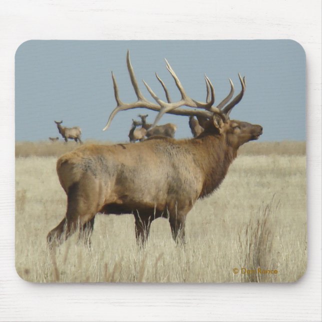 E4 Bull Elk Herd Master Mouse Pad (Front)
