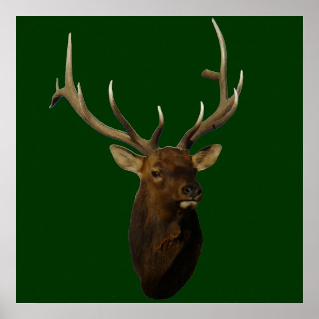 E51 Bull Elk Head Shot Poster (Front)