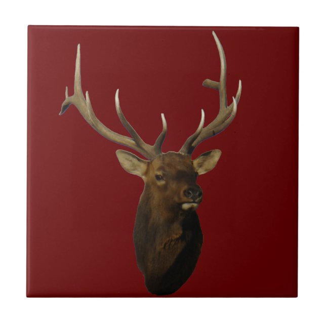 E51 Bull Elk Head Shot Tile (Front)