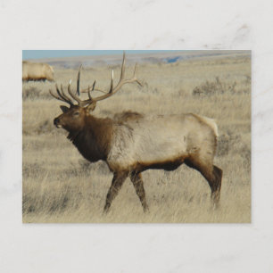 E55 Bull Elk Big Bull Postcard