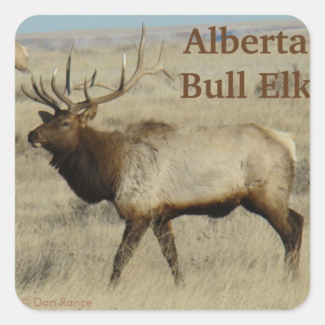 E55 Bull Elk Big Bull Square Sticker (Front)