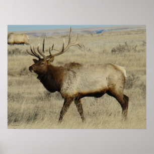 E55 Bull Elk Poster