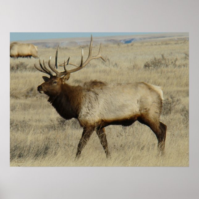 E55 Bull Elk Poster (Front)