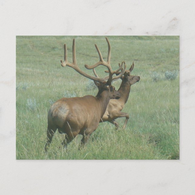 E56 Bull Elk in Velvet Postcard (Front)