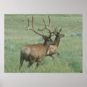 E56 Bull Elk in Velvet Poster